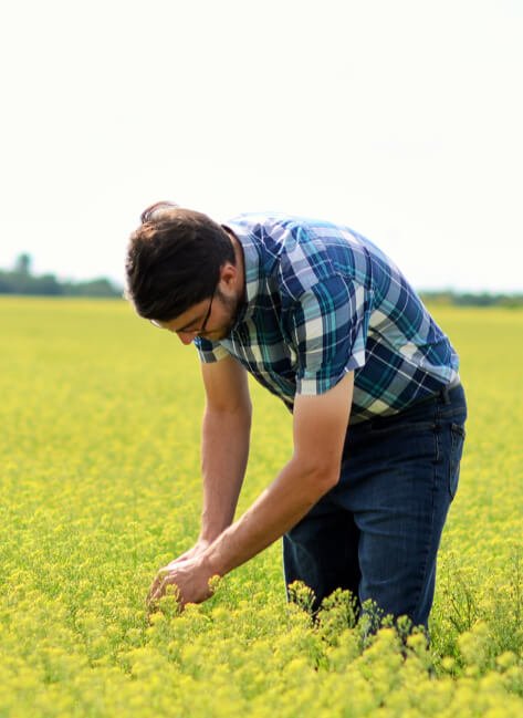 Camélia - producteur et transformateur